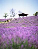 大分県野津原町・ラベンダーまつり