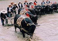 愛媛県城川町・どろんこ祭