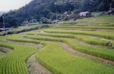 京都府大江町・元伊勢八朔（はっさく）祭