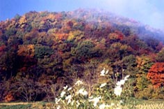 岩手県岩手町・沼宮内まつり