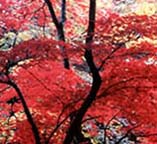 北海道・各地の紅葉まつり