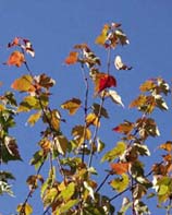 近畿地方・紅葉の名勝地