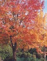 近畿地方・紅葉の名勝地