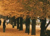 近畿地方・紅葉の名勝地