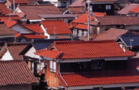 島根県江津市・椿祭り＆菜の花祭り