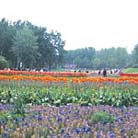 静岡県浜松市・浜名湖花博