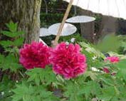 奈良県桜井市・ぼたん祭