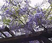 愛知県江南市・藤まつり