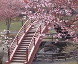 北海道厚岸町の桜祭