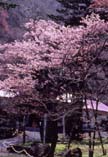 北海道厚岸町の桜祭