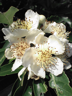 名護・名護店ブログより