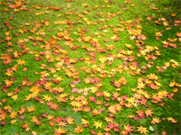 写真：京都 仁和寺 苔と落ち葉