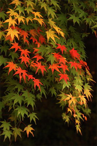 写真：色づきはじめたばかりの葉