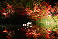 写真：京都の永観堂 夜の庭園