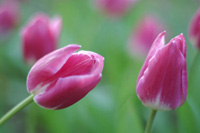 写真2：　絞りＦ1．4