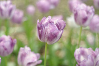 写真1：　絞りＦ2