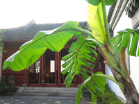 【写真1】近接撮影+広角+逆光