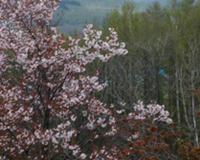 石狩市の桜(昨年の5月13日)