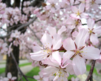 帯広市の桜(昨年の5月12日)