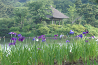 背景ボケのある写真