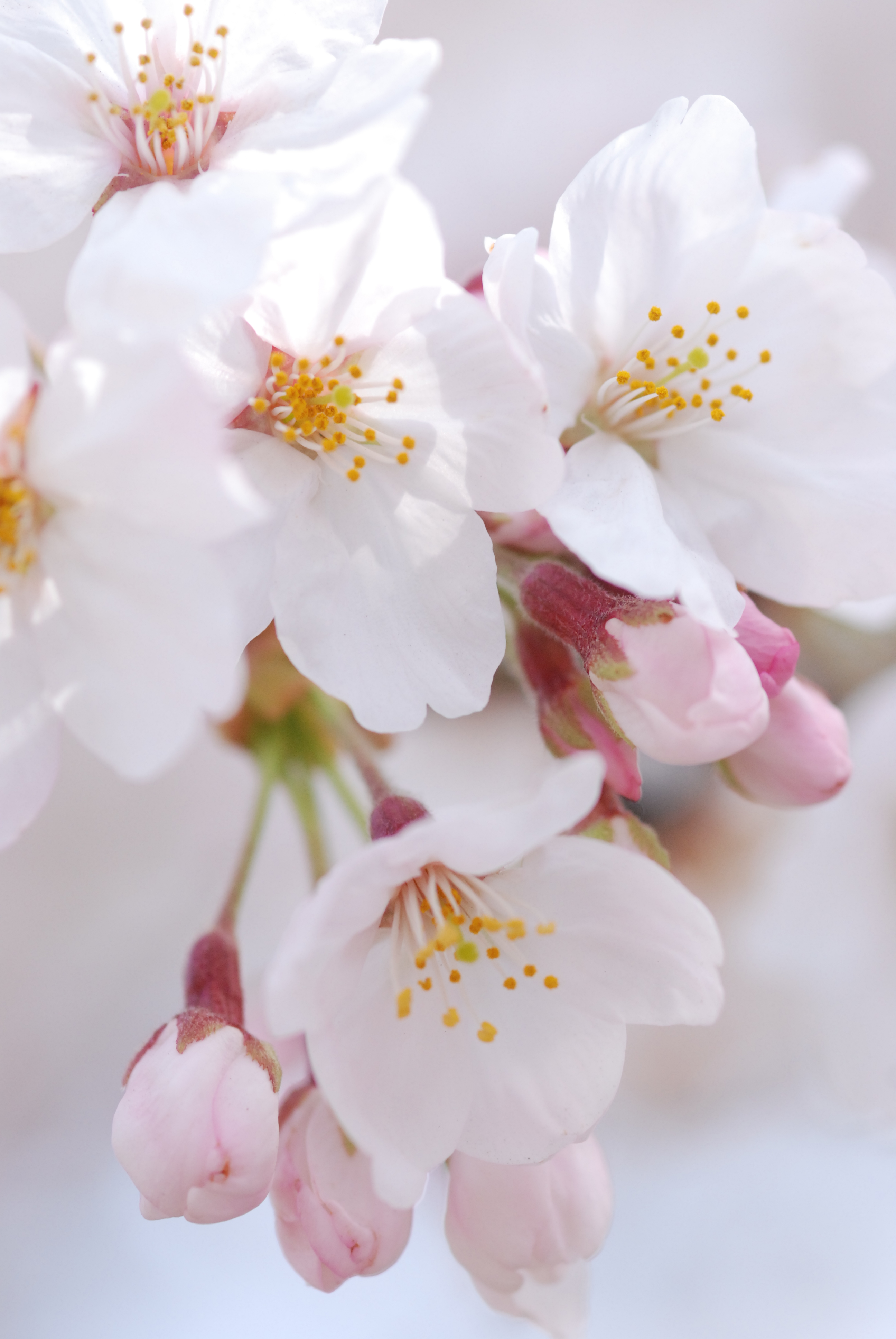 Vol 001 桜の花をアップで撮ってみよう ママカメラマン山ちゃんの写真教室 カメラのキタムラ
