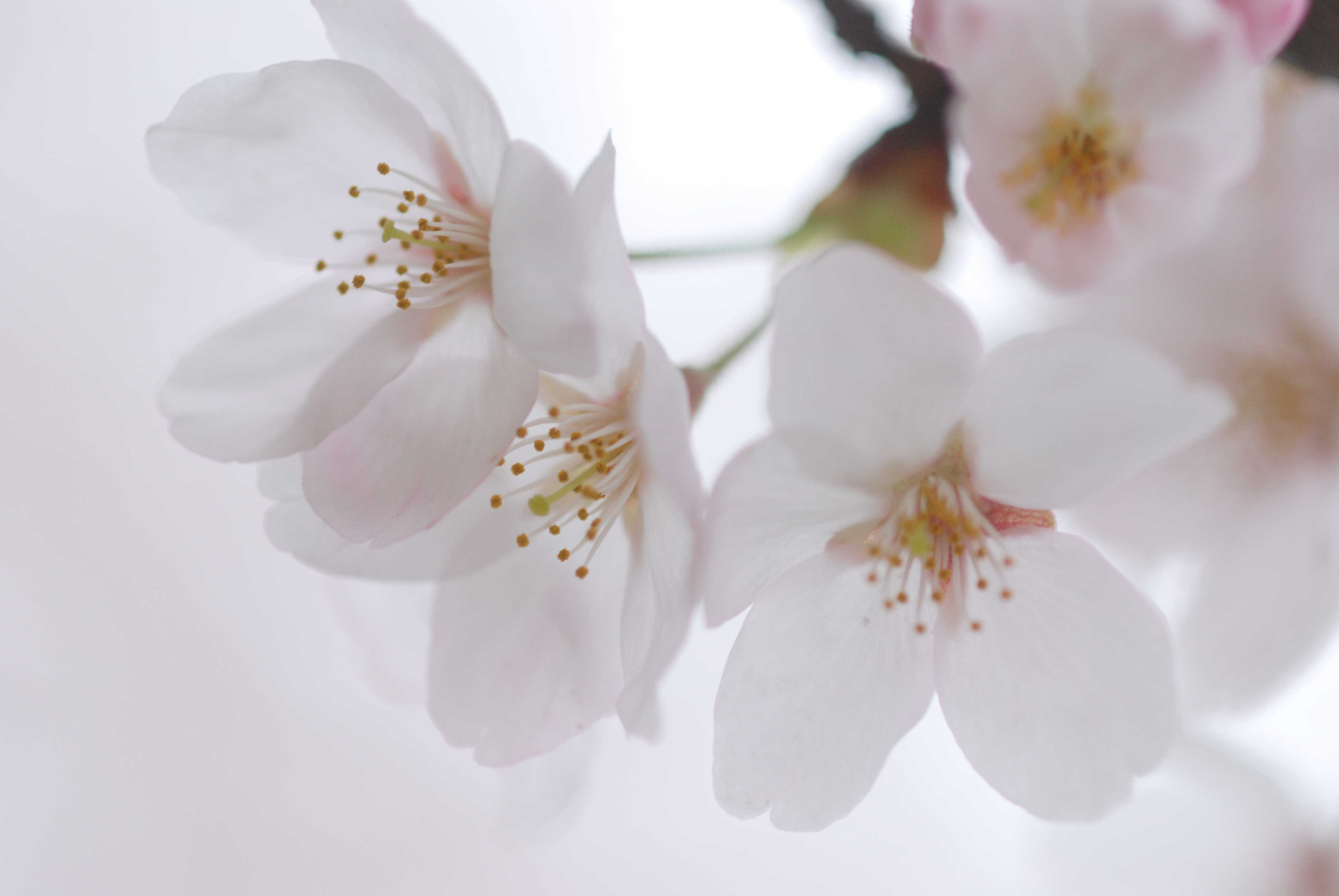 Vol 001 桜の花をアップで撮ってみよう ママカメラマン山ちゃんの写真教室 カメラのキタムラ