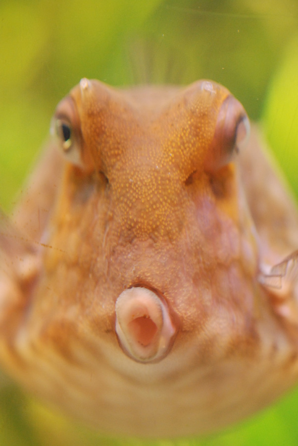 最も選択された 面白い魚 画像 2455 面白い魚 画像 Refugiastepp