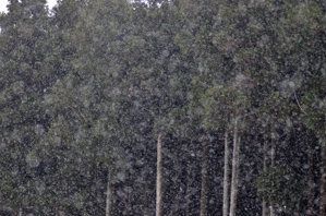 (2)背景にピント