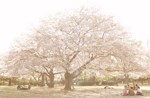 (4)ソフトで加工