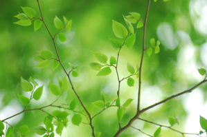 (3)明るい木漏れ日を背景にする