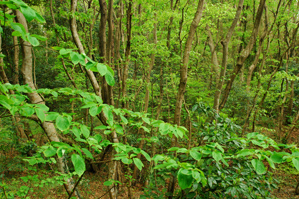 (1)フィルターなし