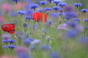 (3)枯れた花が入っている
