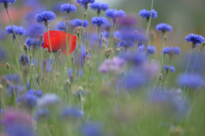(4)枯れた花をカットする