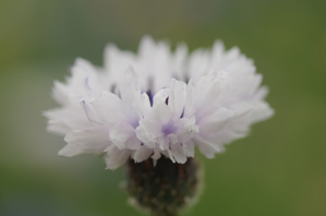 (1)花びらの状態をチェック