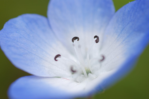 (3)シベにピント