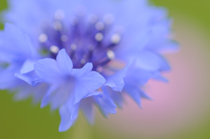 (4)花びらにピント