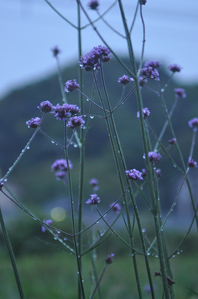 (1)雨の雫は暗い背景で