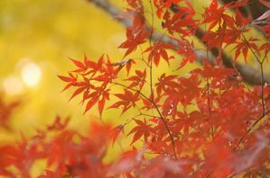 作例(1)背景黄葉を入れる