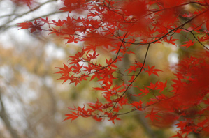 作例(2)背景が地味な色