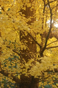 作例(3)プラス0.3補正