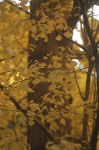 作例(4)補正なし