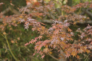 作例(2)タイミングが遅い（6日後）