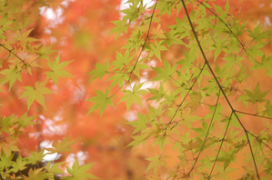 作例(3)背景に色を入れる