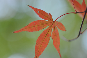 作例(4)透過光で撮る