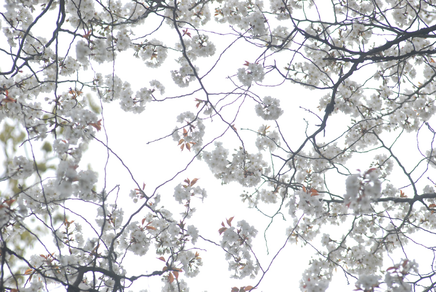 Vol 158 青空を背景に桜を撮る ママカメラマン山ちゃんの写真教室 カメラのキタムラ