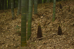 作例2 ハイアングル