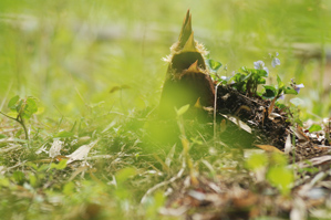 作例3 前ボケがかぶりすぎ