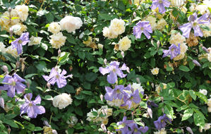 作例１晴天の日向