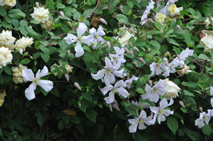 作例２日が陰TTSとき