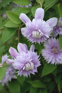 作例３アップで撮るなら日陰